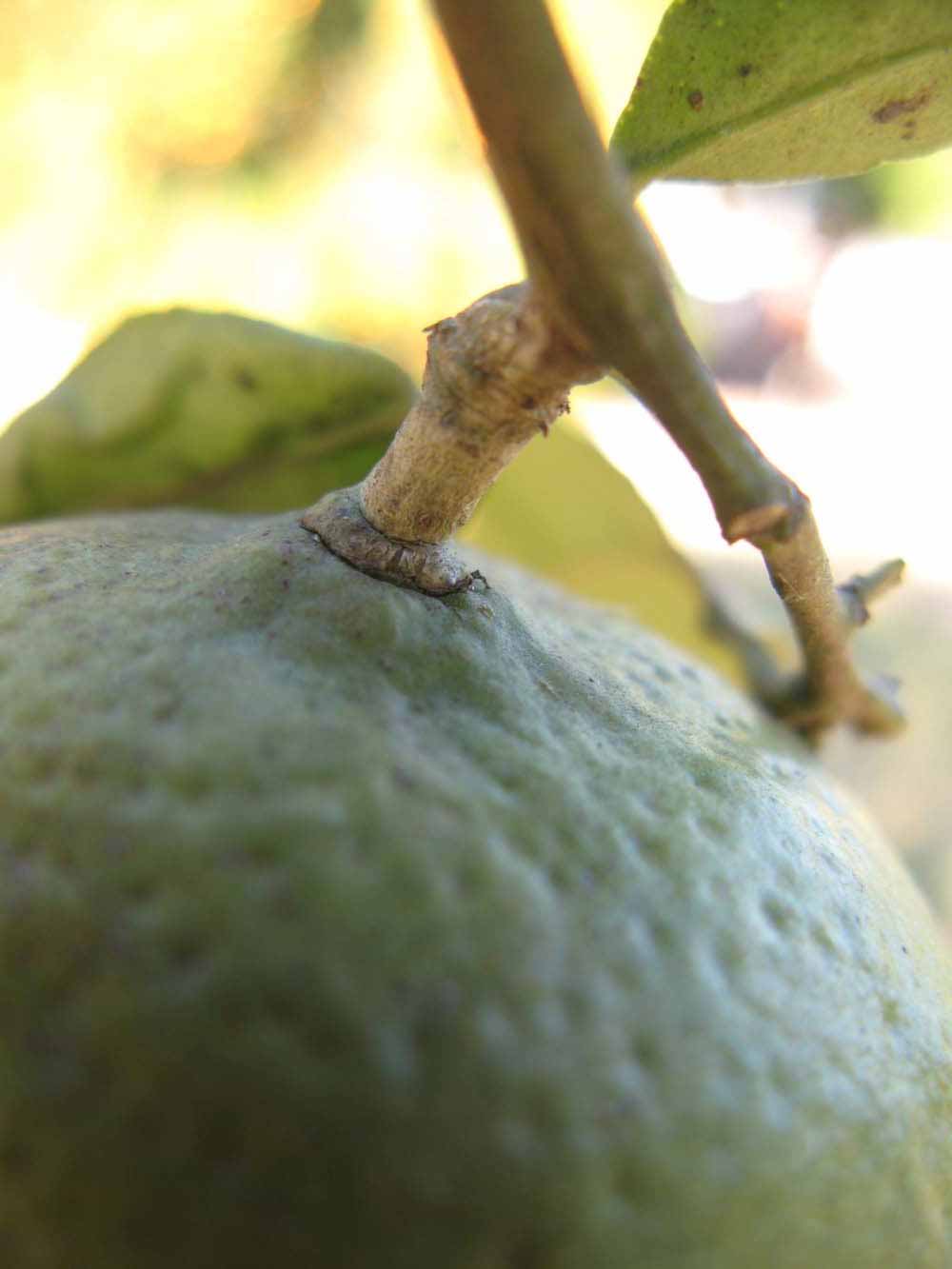            Fruit (Winter Haven, FL)   